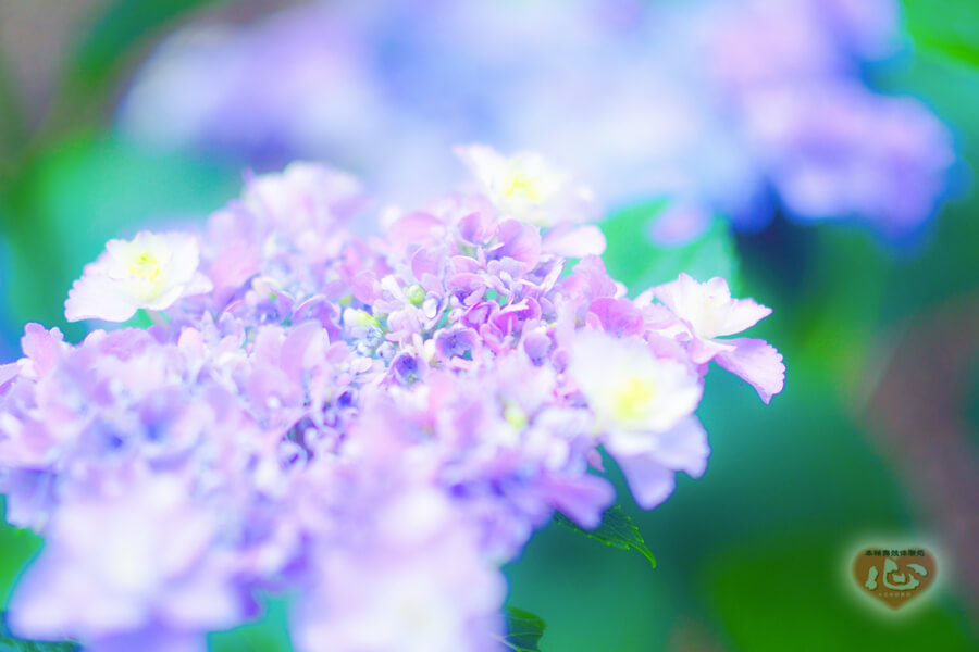 紫陽花８