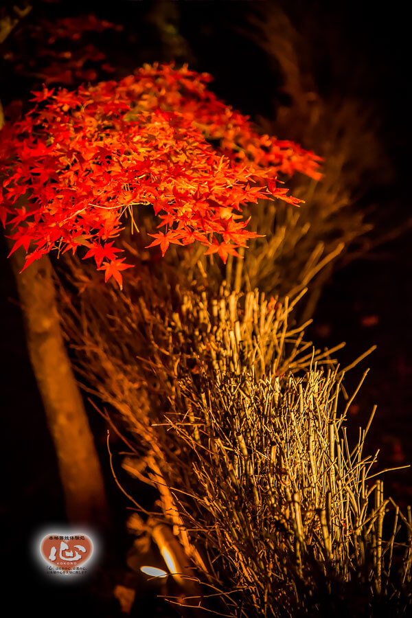 嵐山・宝厳院の紅葉写真「舞妓・花魁体験心」