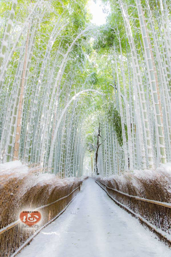 嵐山の雪景色・竹林