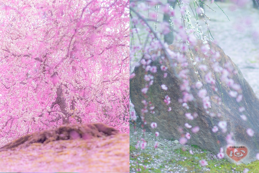 春のこもれびの中で 京都 梅だより 城南宮 京都ココログループ 舞妓体験 花魁体験 変身写真スタジオ