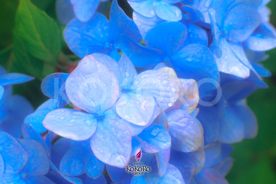 あづさい 集真藍 は色で花言葉がかわる 京都ココログループ 舞妓体験 花魁体験 変身写真スタジオ