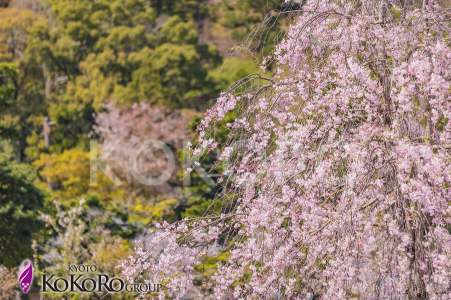 嵐山　桜